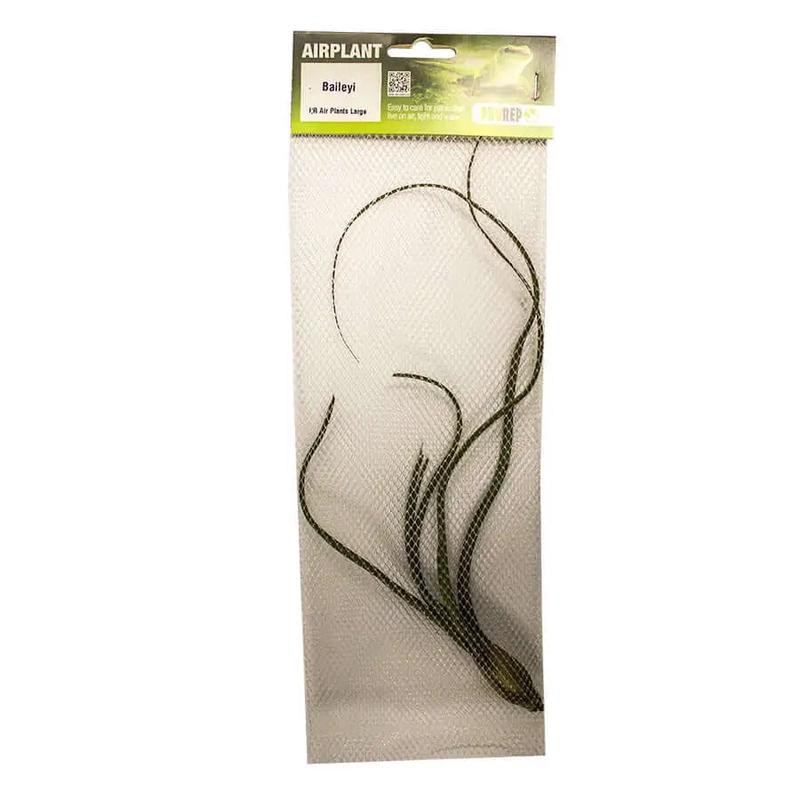 Airplant - Tillandsia baileyi
