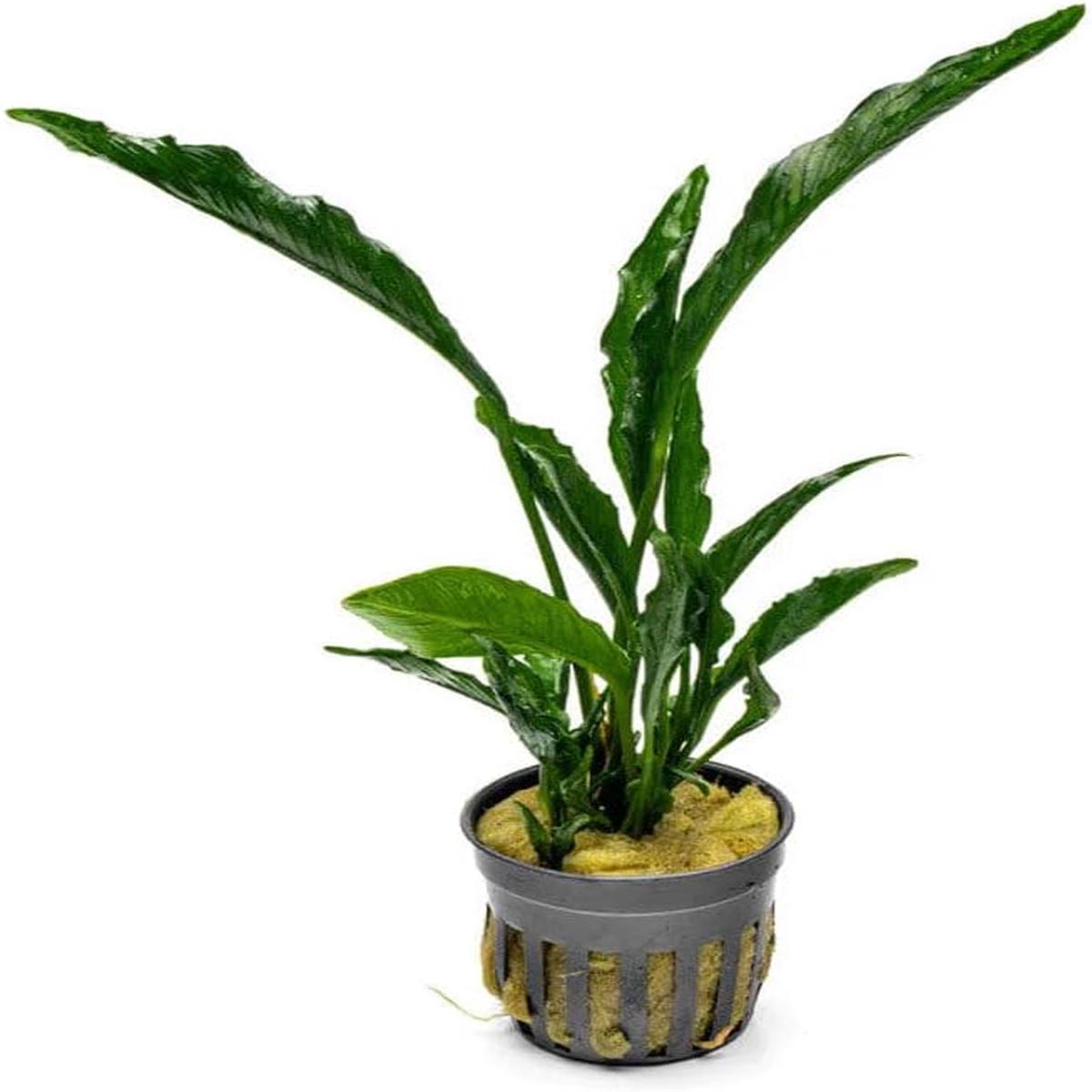 Live Jungle Plants - Anubias Heterophylla Supernova - Large Leaf Rhizome Plant for Midground to Background Freshwater Aquascapes, Low Light Accent - Pot