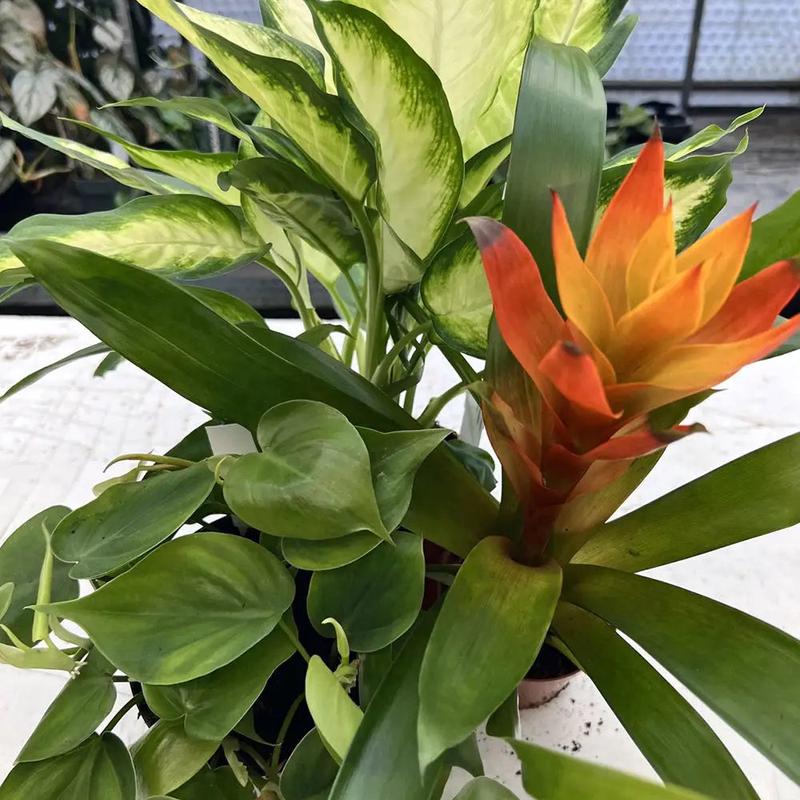 Live Plant Tree Frog Collection - 3 Assorted Plants