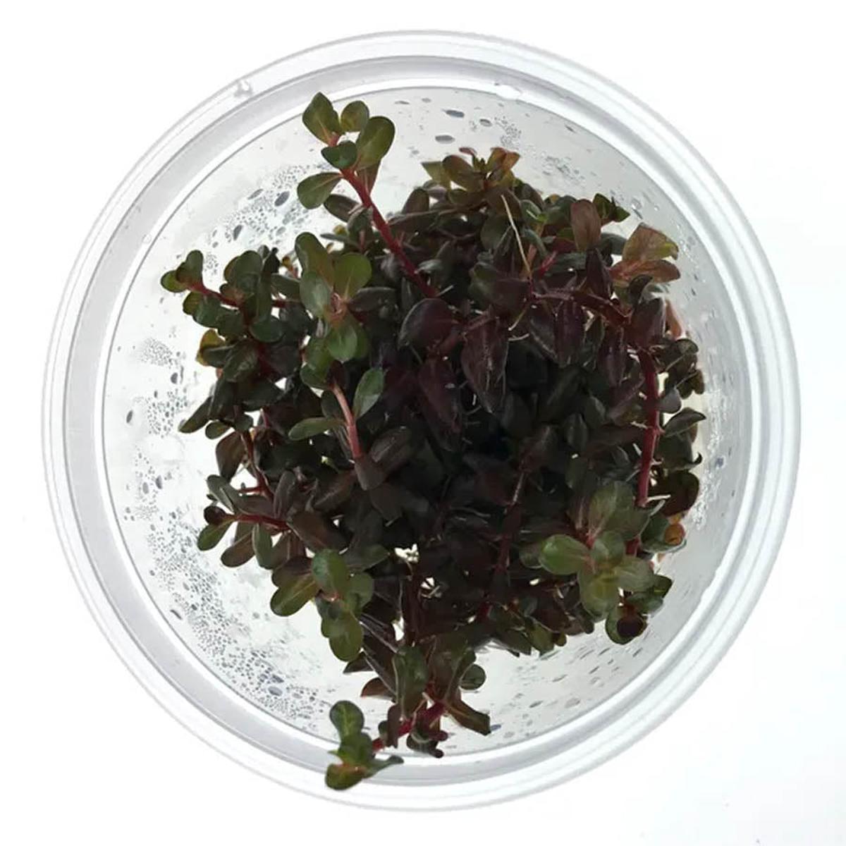 Pisces Rotala Rotundifolia 'colorata' - Live Plant - Tissue Culture - No Online Purchases