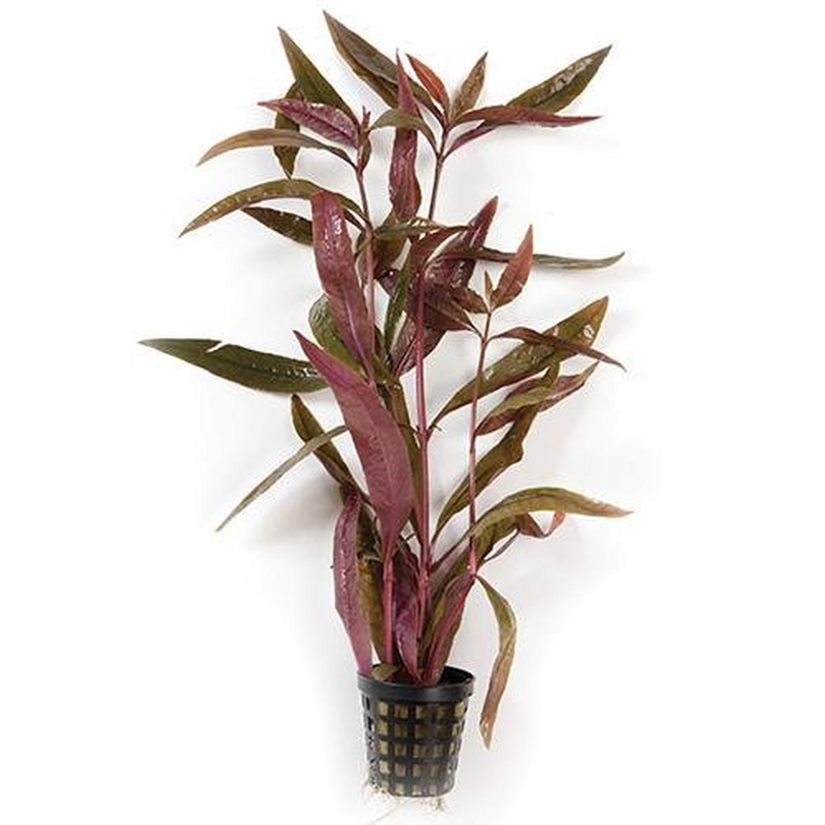 Plant Live - Violet
