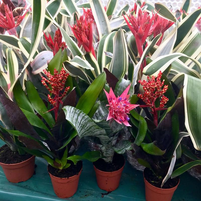 Aechmea Bromeliad (Aechmea sp.)