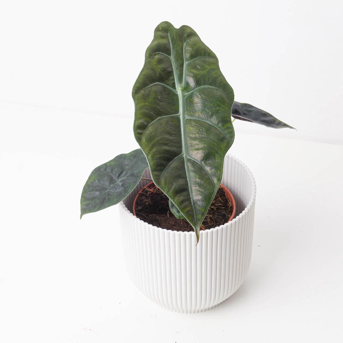 Alocasia Chantrieri - 12cm