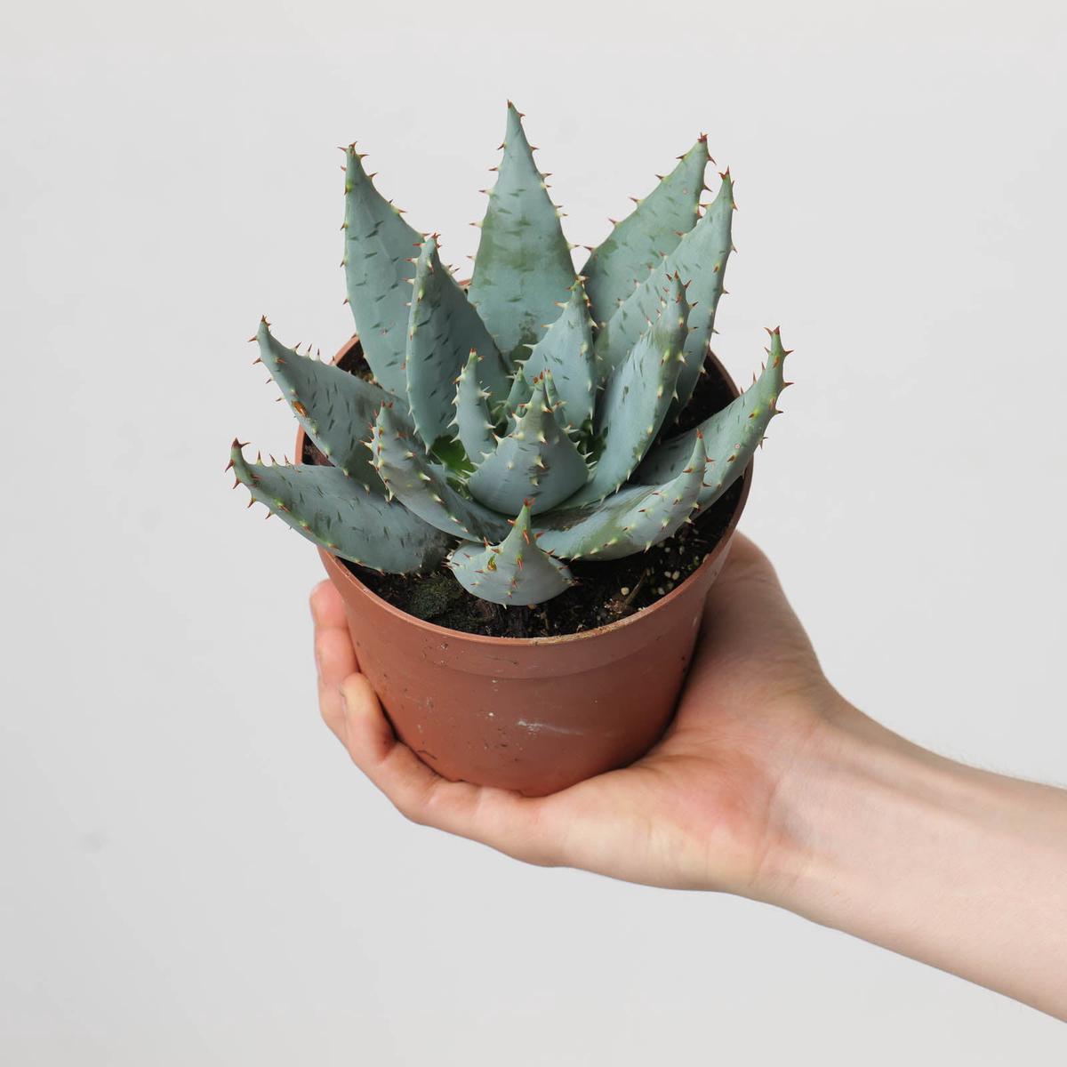 Aloe peglerae