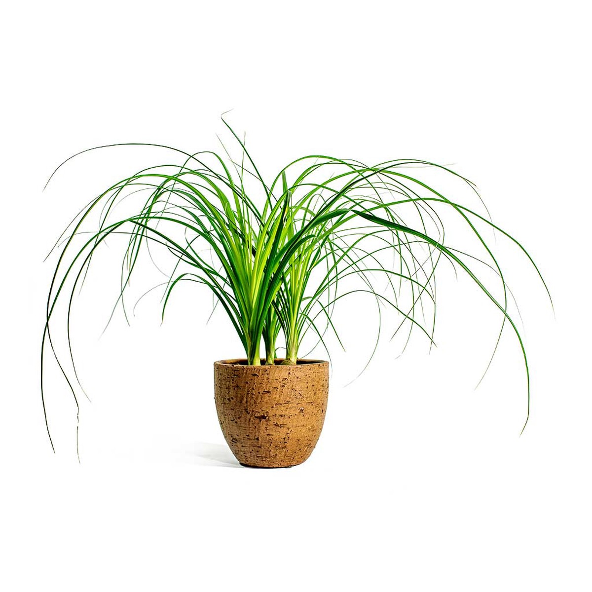 Beaucarnea - Pony Tail Palm - Head