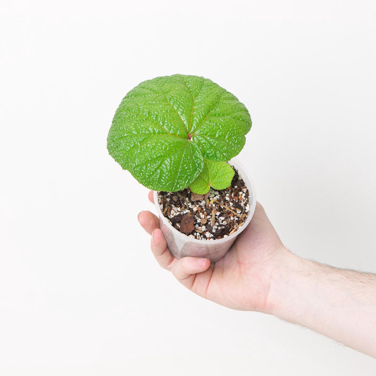 Begonia paleata