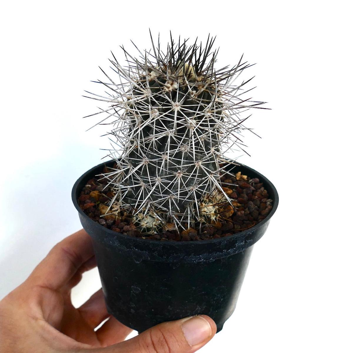 Copiapoa atacamensis OWN ROOTS (CLUSTER)