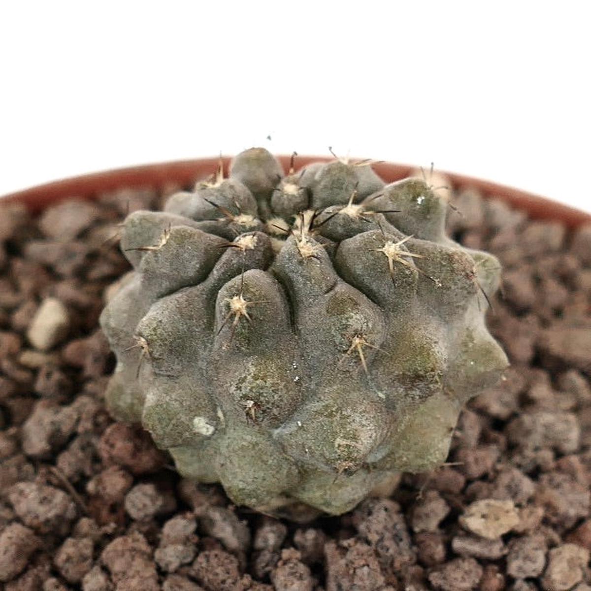 Copiapoa columna-alba x cinerea var. albispina