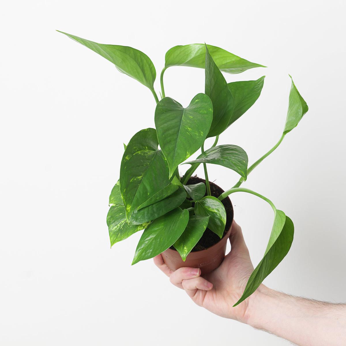Epipremnum 'Aureum' Hawaiian Form - 12cm (Low Variegation)