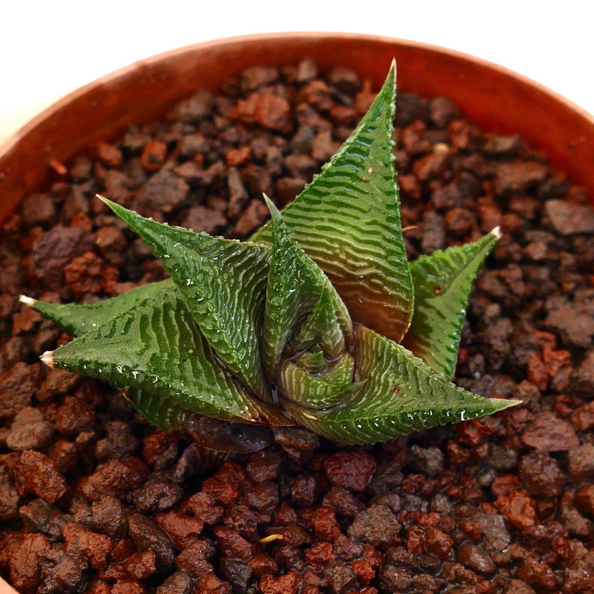 Haworthia limifolia GREEN