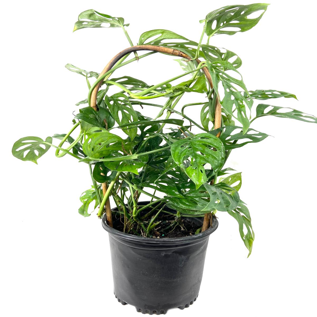 Monstera Swiss Cheese Plant Hoop - Live Plant in a 6 Inch Pot - Monstera Adansonii - Florist Quality Easy to Grow Air Purifying Indoor Houseplant