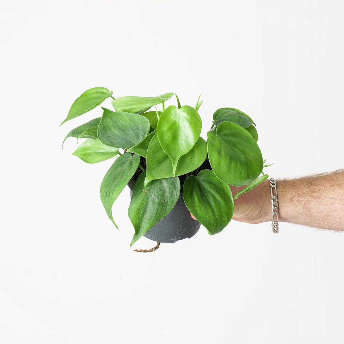 Philodendron hederaceum 'Scandens' | Heartleaf Philodendron