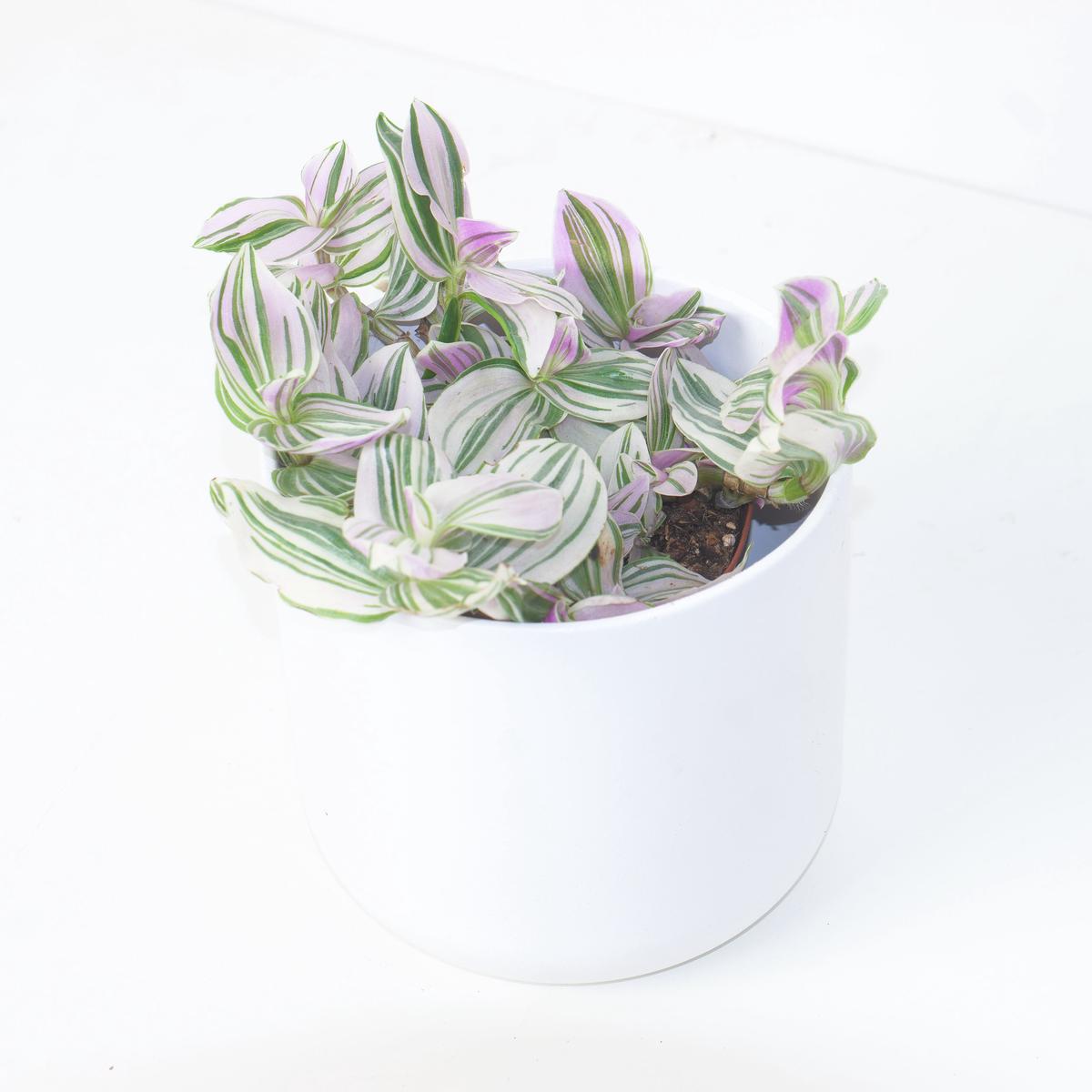Tradescantia Unicorn