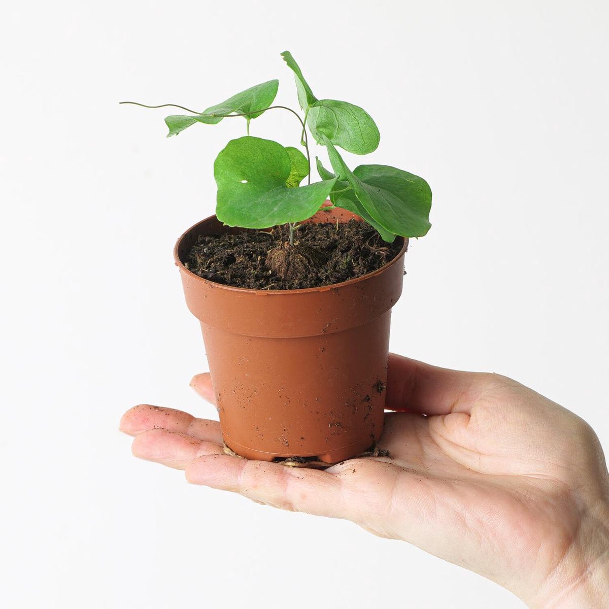 Dioscorea elephantipes – 8cm Dormant Bulb