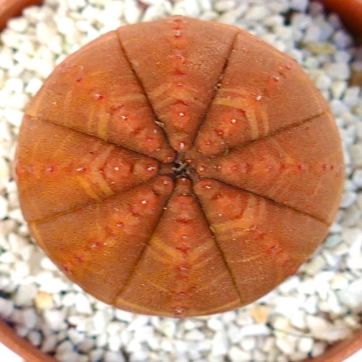 Euphorbia obesa ORANGE TYPE