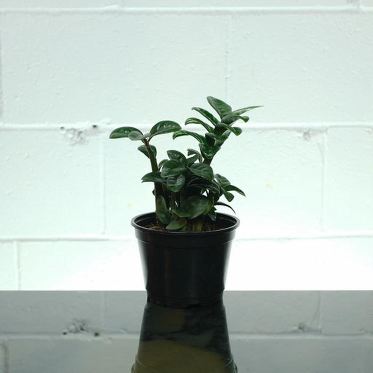 ZZ Plant Compact Leaf: Zamioculcas zamiifolia 'Zenzi' - 6 inch pot