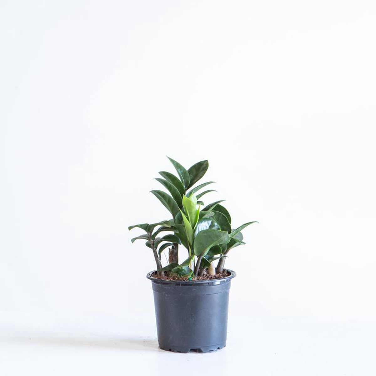 ZZ Plant Compact Leaf Zamioculcas zamiifolia 8216Zenzi8217 8211 4 inch pot