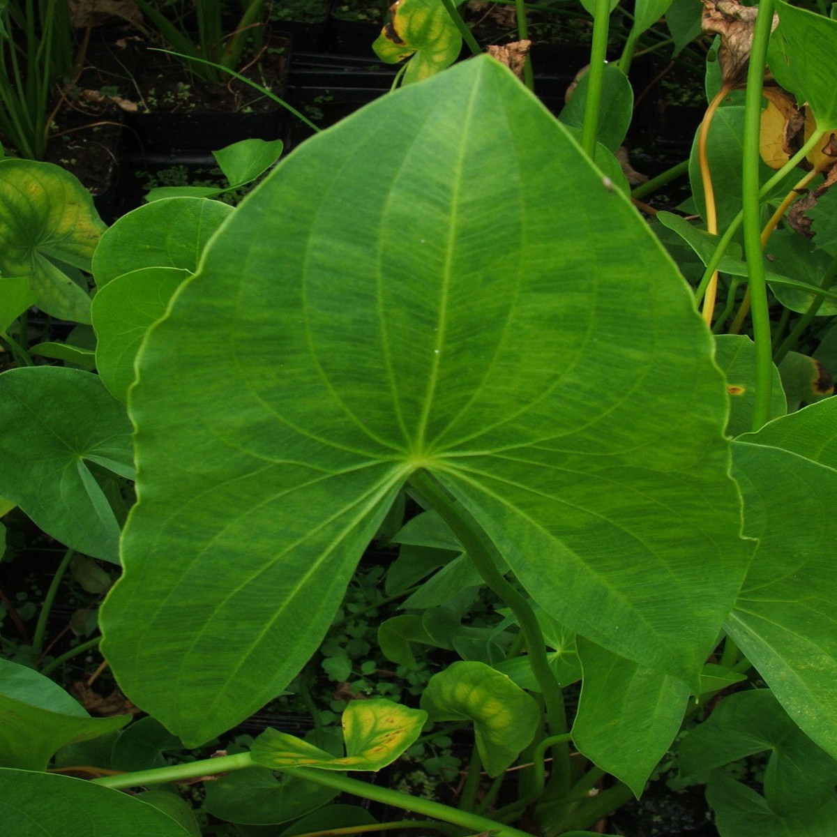 Arrowhead Sagittaria - Sagittaria Latifolia