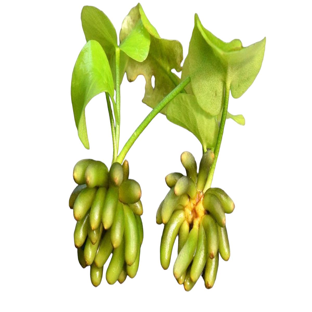Banana Plant (Nymphoides aquatica)