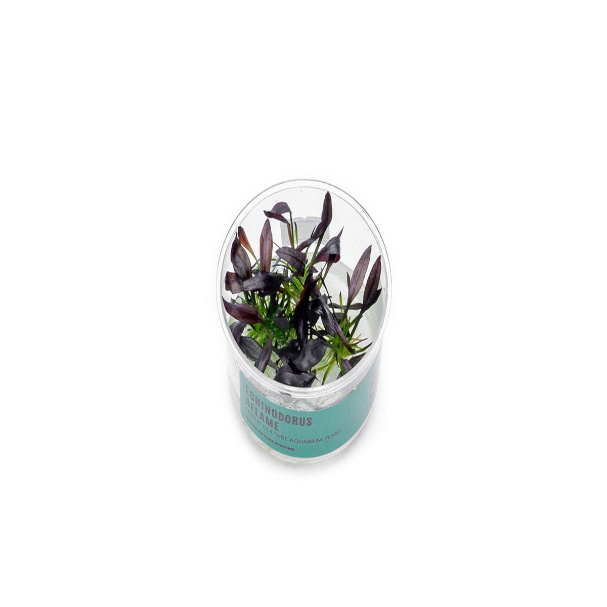 Echinodorus Aflame Tissue Culture