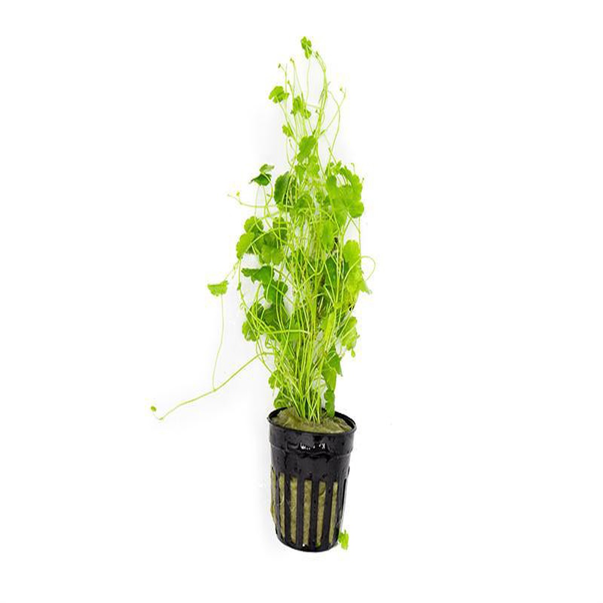 Hydrocotyle Sibthorpioides