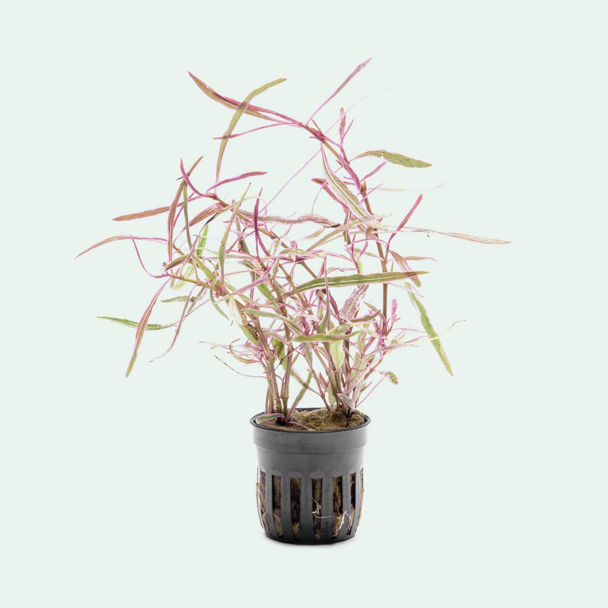 Hygrophila sp. Chai