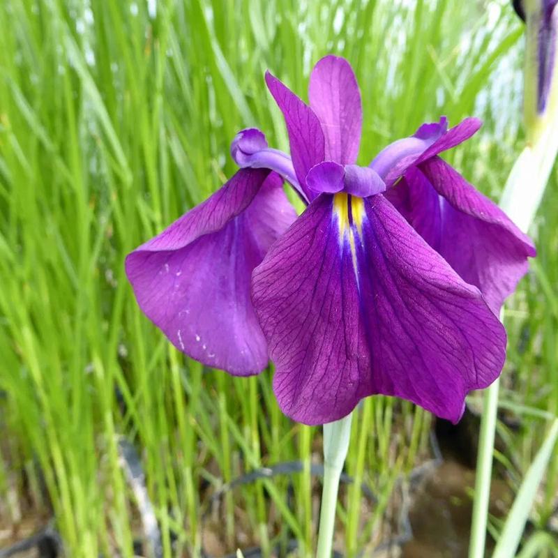 Iris Ensata Variegata Aquatic Pond Plant - Japanese Iris 3ltr Pot Size