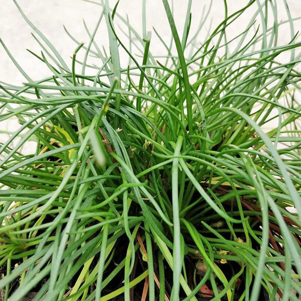 Littorella Uniflora Aquatic Pond Plant 8211 Shoreweed 1ltr Pot Size