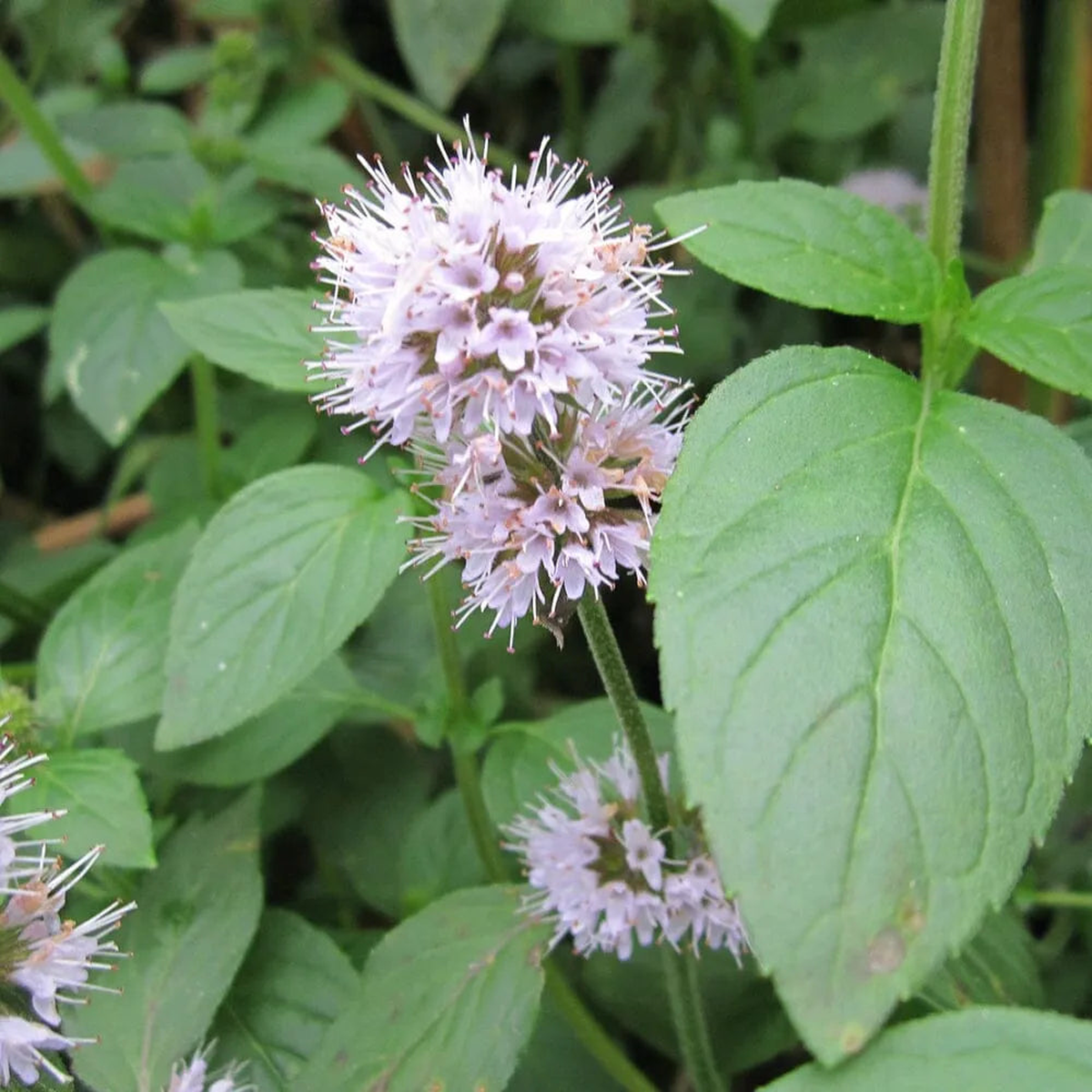 Mentha Aquatica Aquatic Pond Plant - Water Mint
