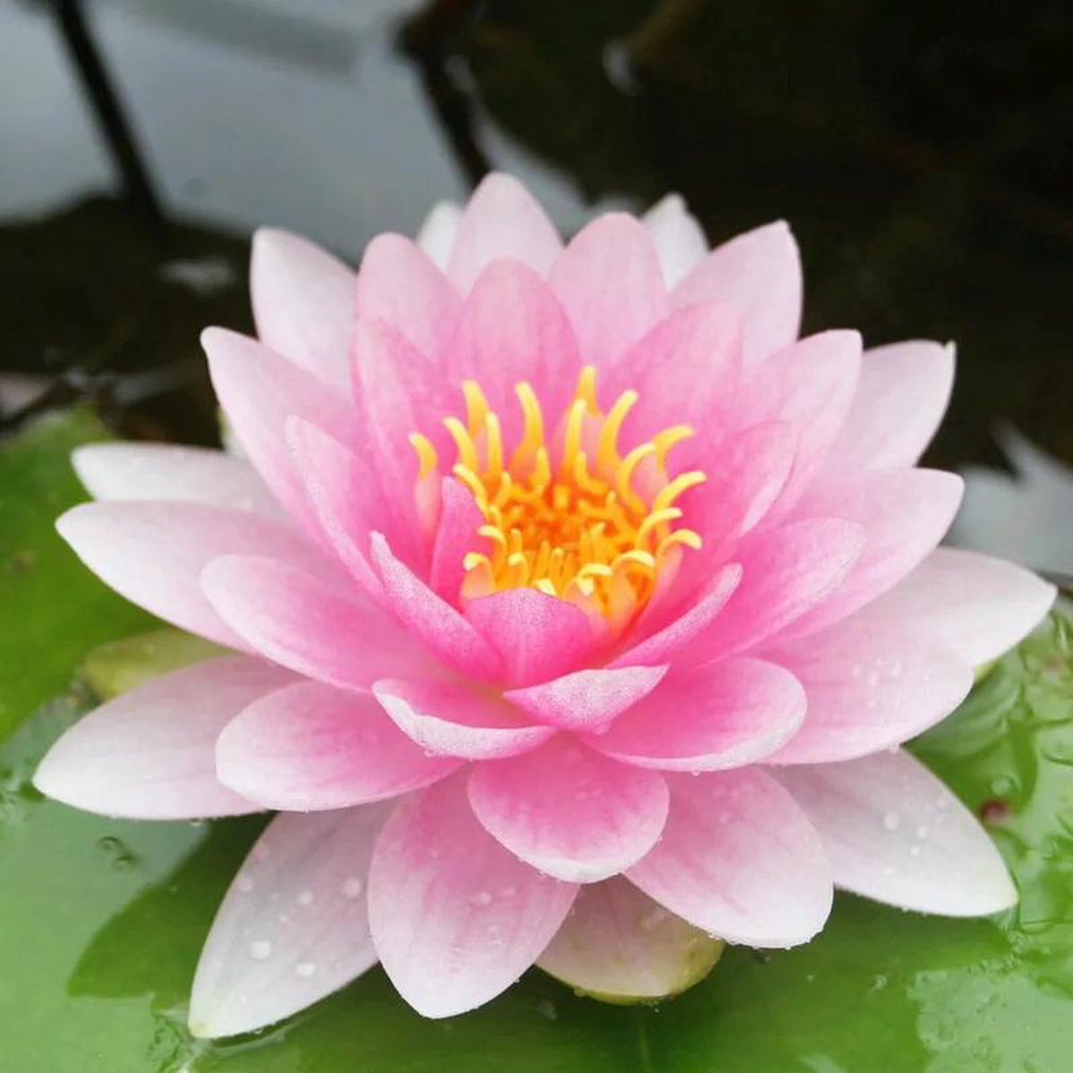 Nymphaea Darwin Hollandia Aquatic Pond Plant 8211 Water Lily 1ltr Pot Size