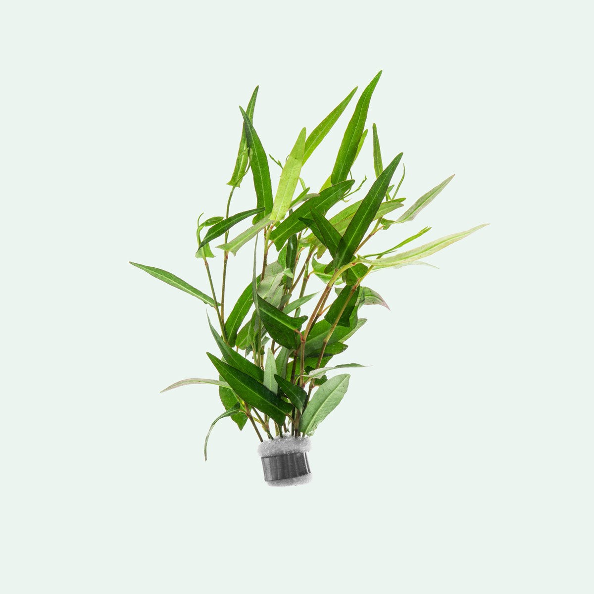 Persicaria Praetermissa