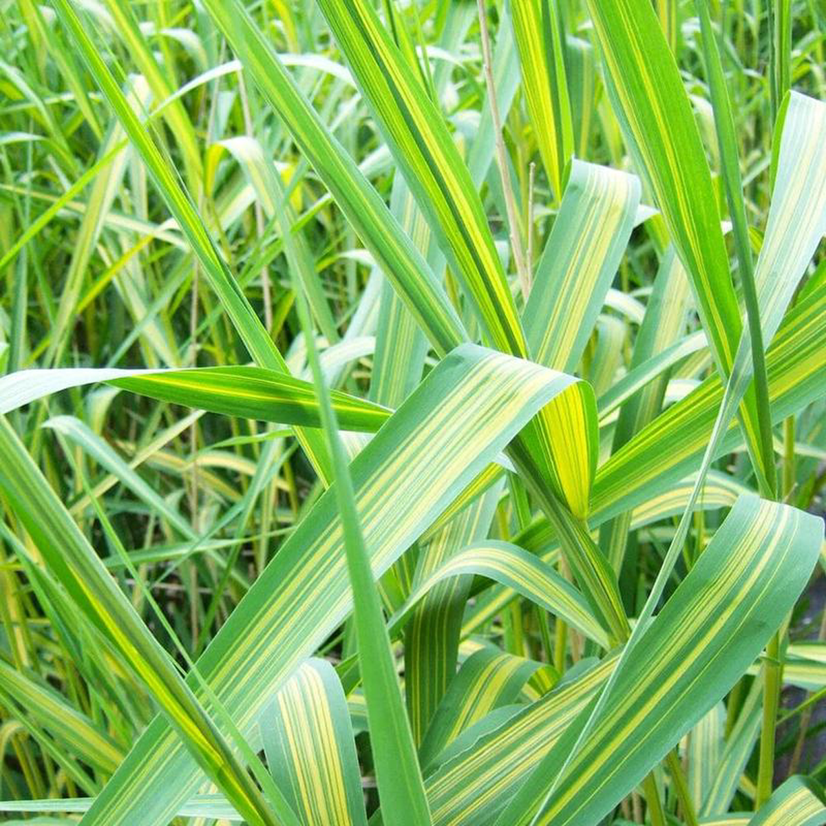 Phragmites Australis Variegatus Aquatic Pond Plant 8211 Variegated Common Reed 1ltr Pot Size