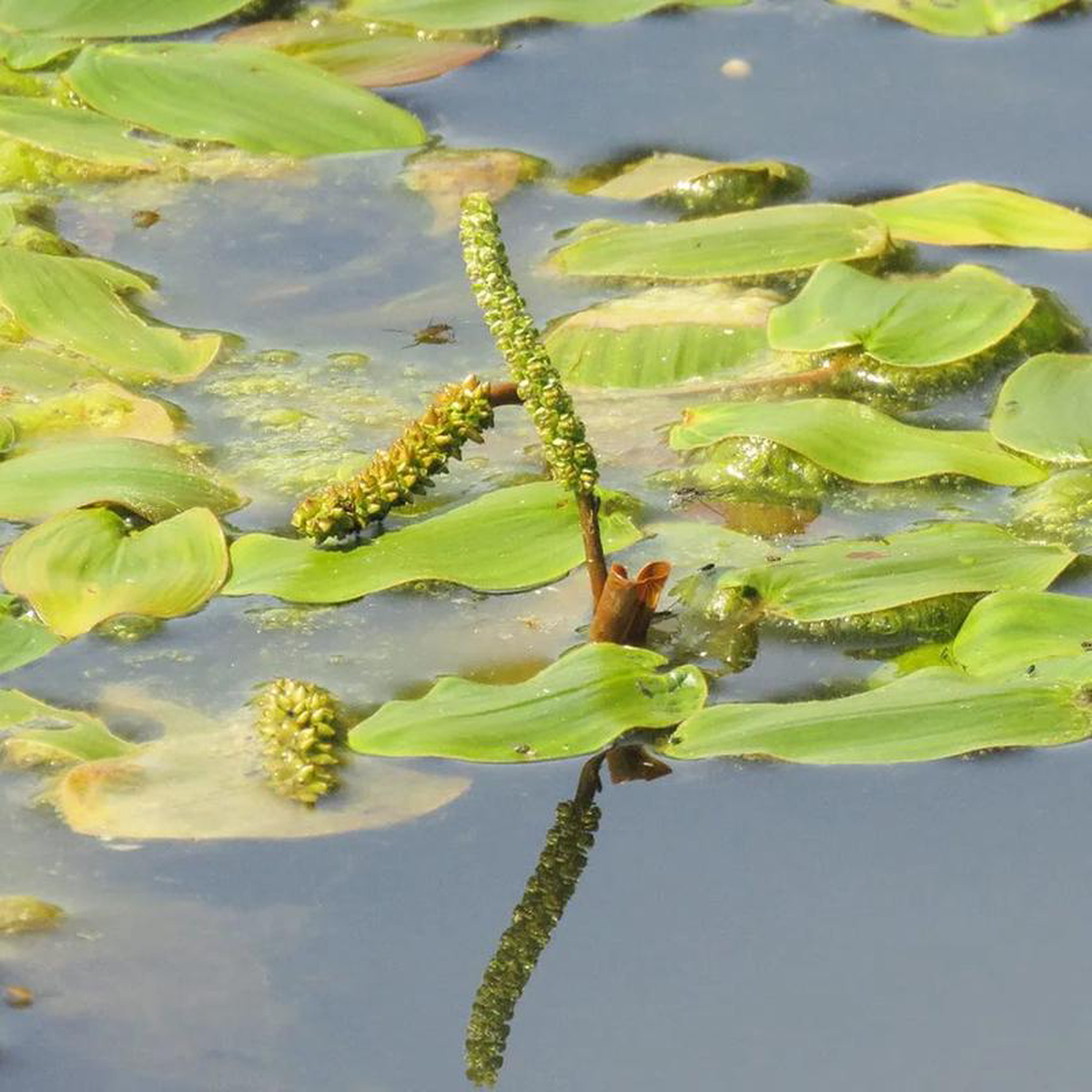Potamogeton Natans Aquatic Pond Plant 8211 Broad Leaved Pondweed 3ltr Pot Size