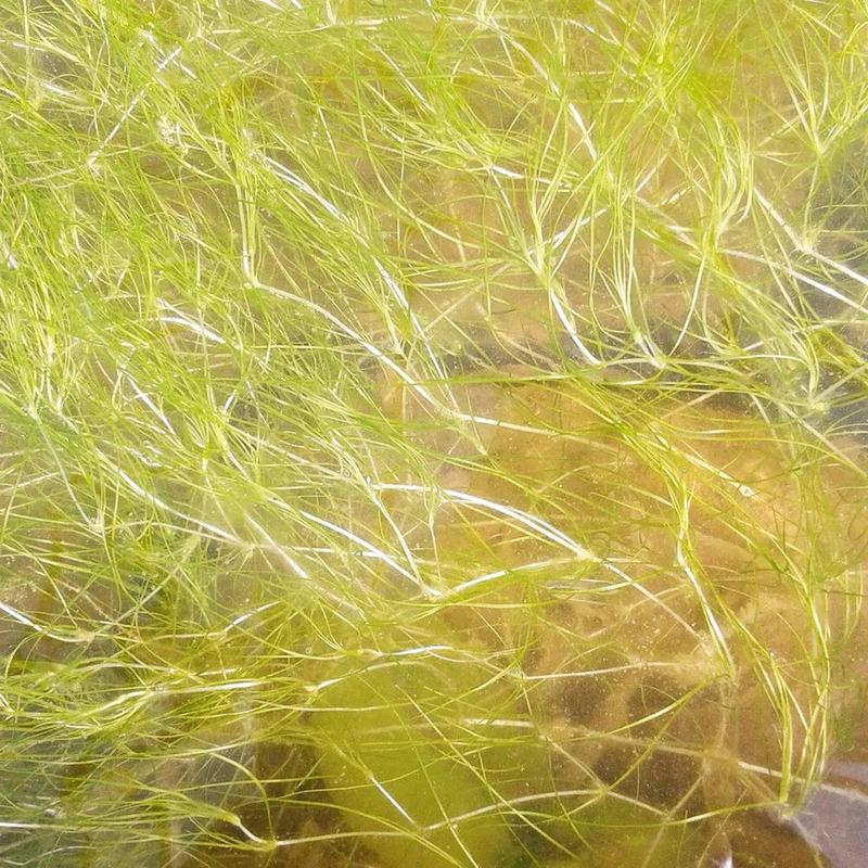 Potamogeton Pectinatus Aquatic Pond Plant - Fennel Leaved Pondweed 5ltr Pot Size