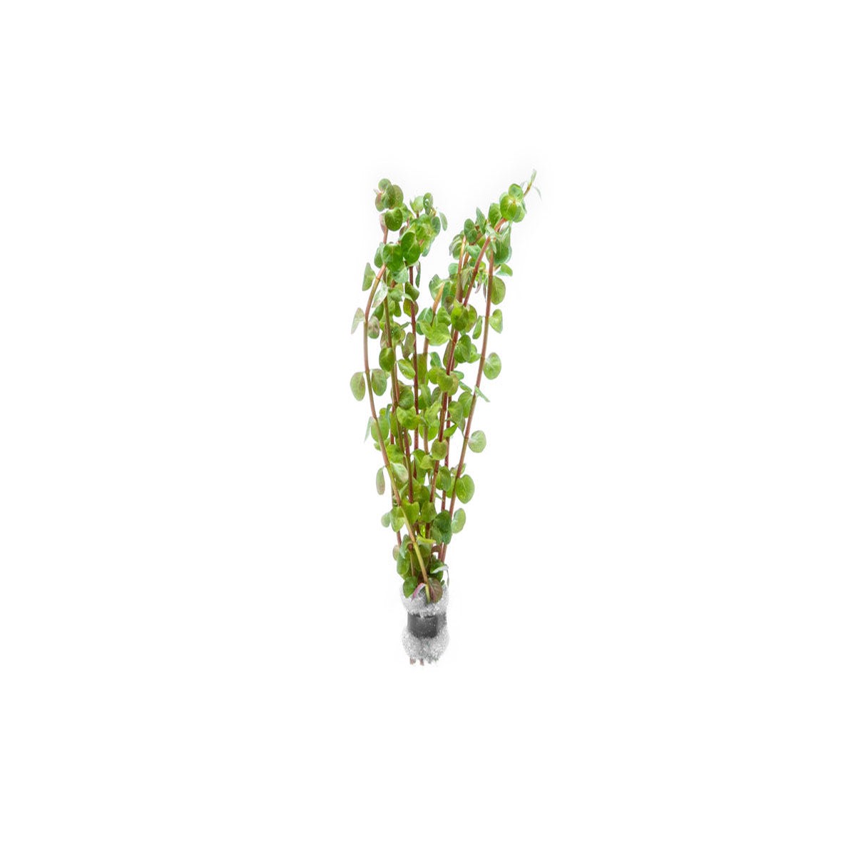 Rotala Wayanad