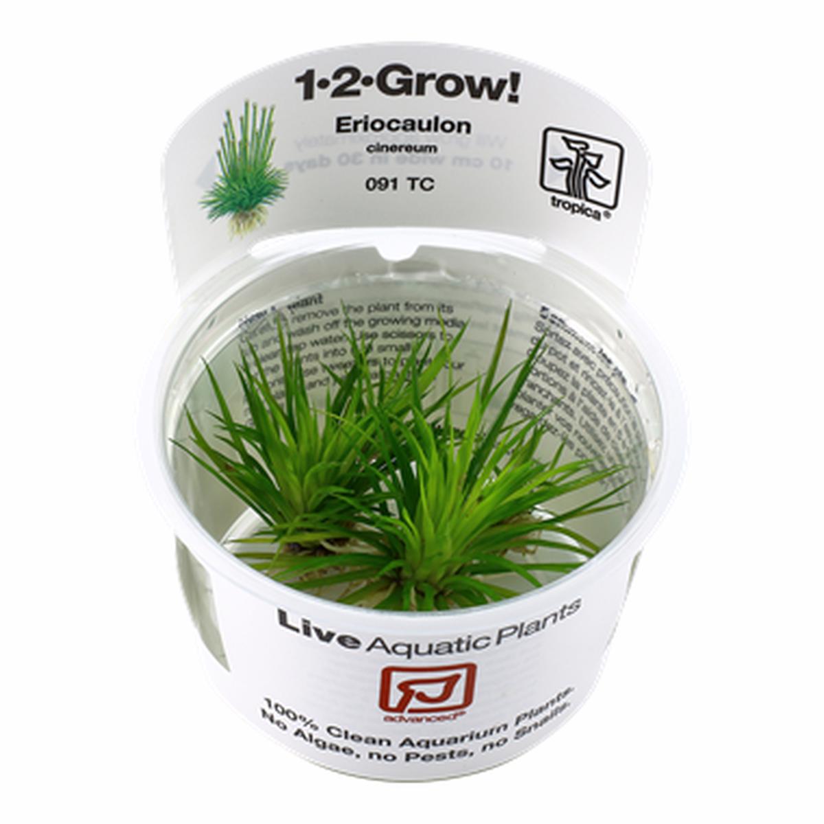 Tropica Eriocaulon cinereum 1-2-Grow