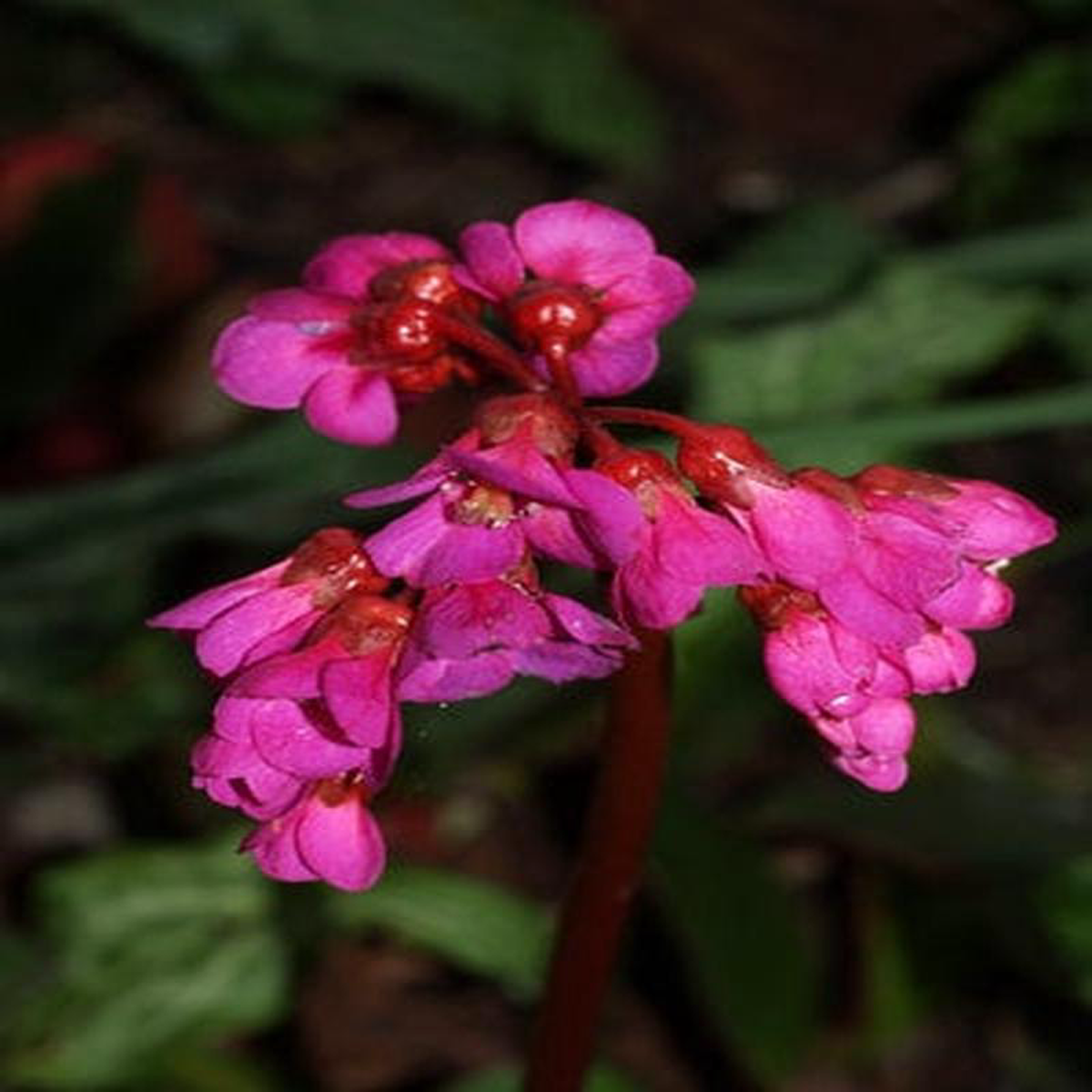 BERGENIA 8217OVERTURE8217