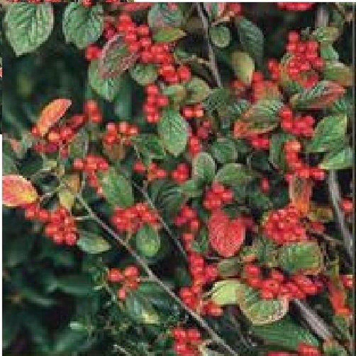 Flower - Cotoneaster dielsianus Seed
