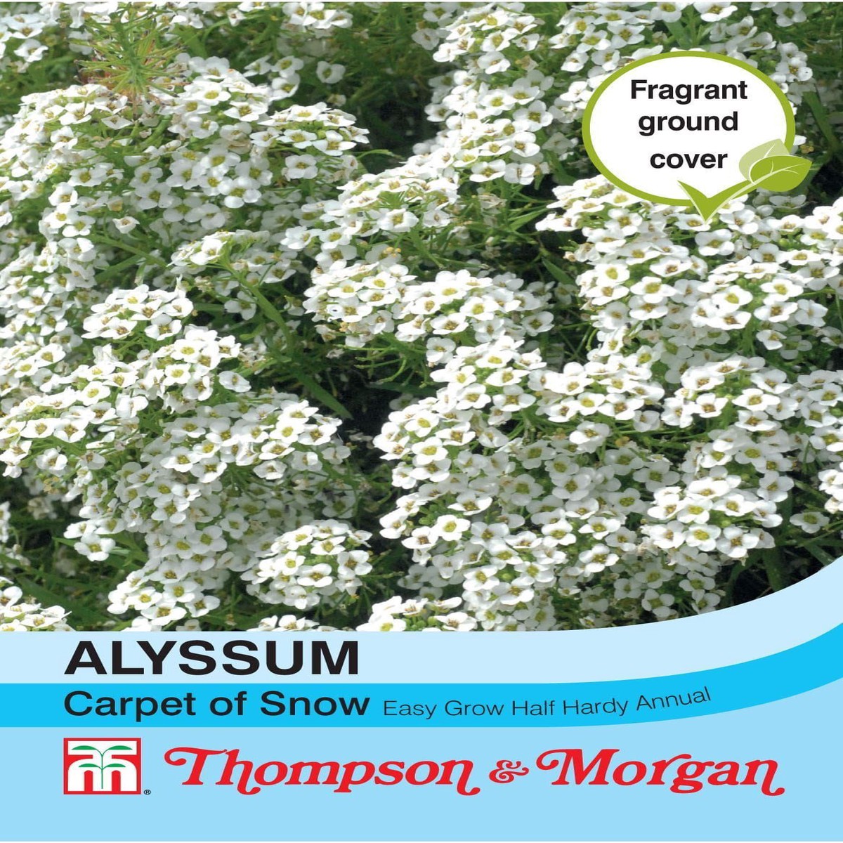 Thompson & Morgan Alyssum Carpet Of Snow 1000 Seed