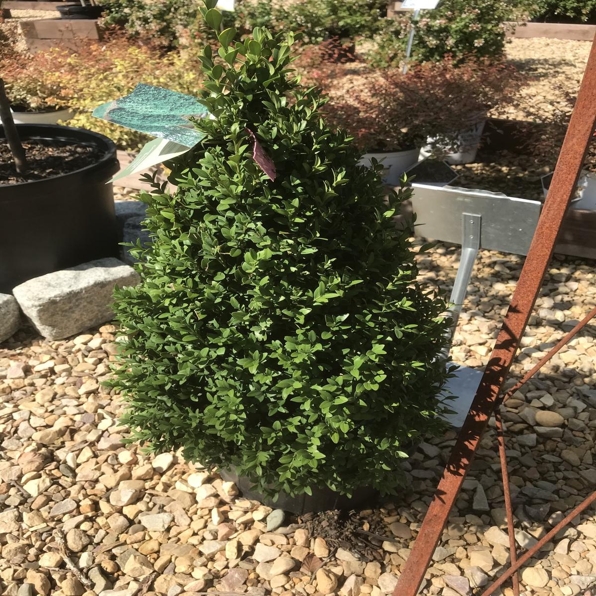 'Green Mountain' Boxwood