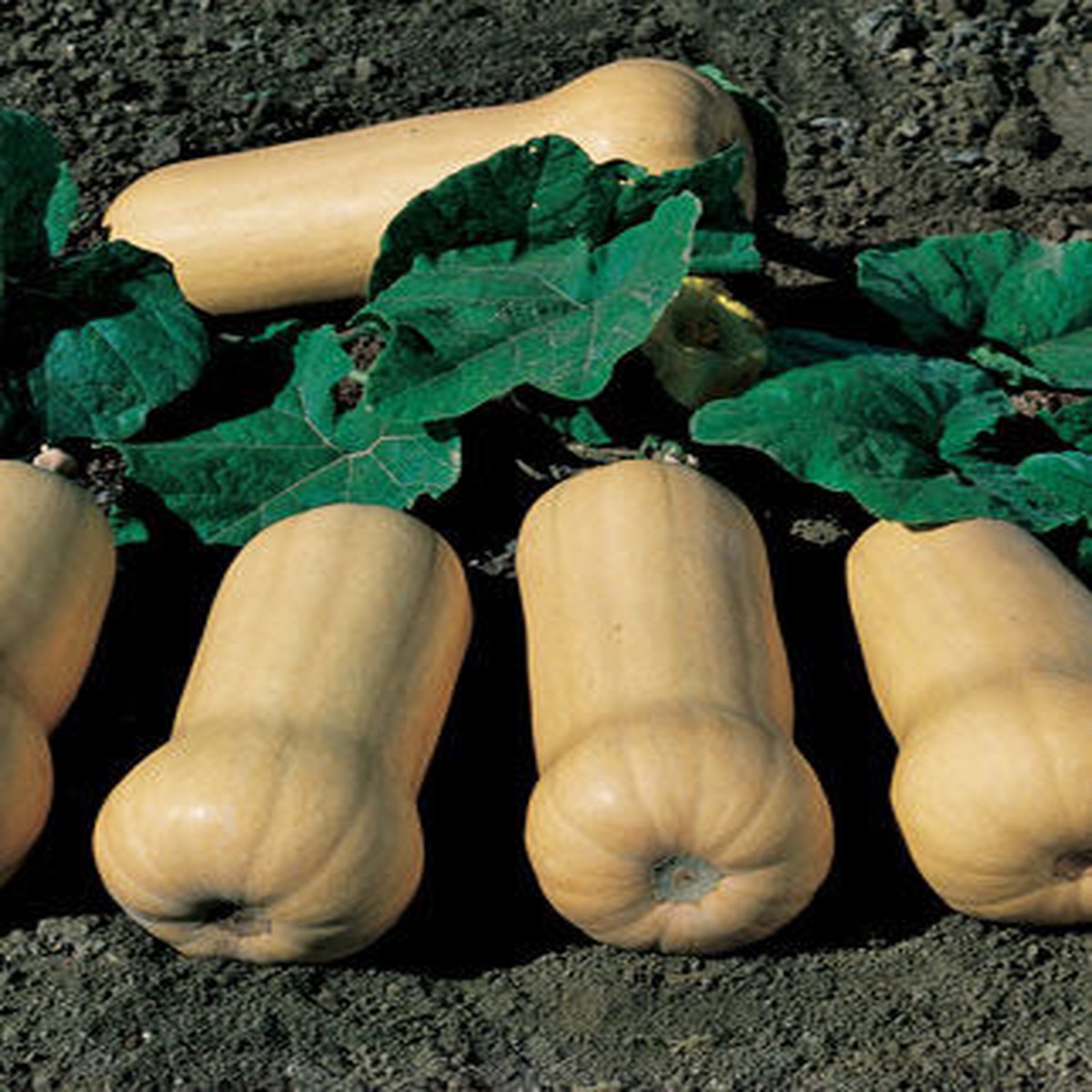 Squash Waltham Butternut Organic
