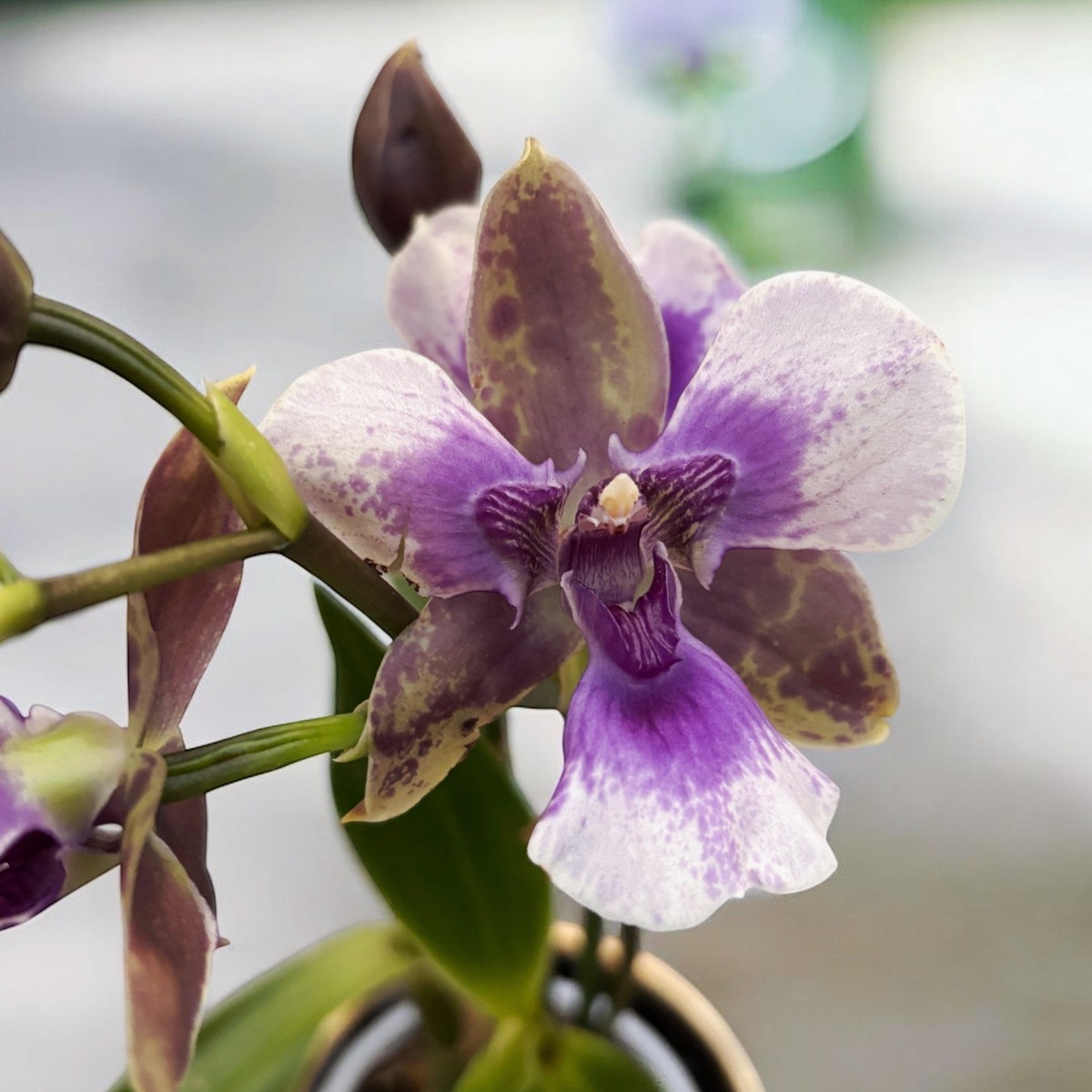 Zygopetalum peloric - parfumat