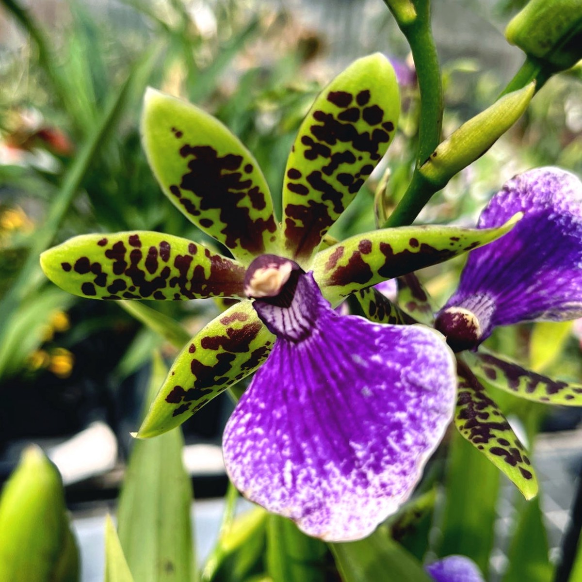 Zygopetalum maculatum 'Trozy Blue' - intens parfumat