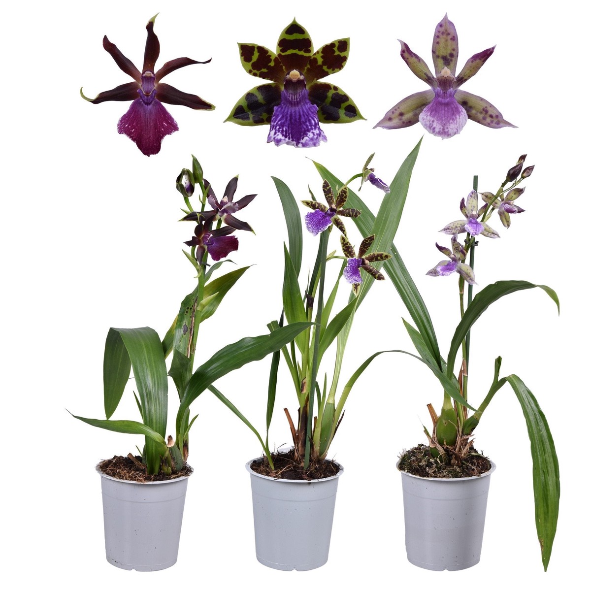 Zygopetalum mix - flori intens parfumate, exemplare dezvoltate