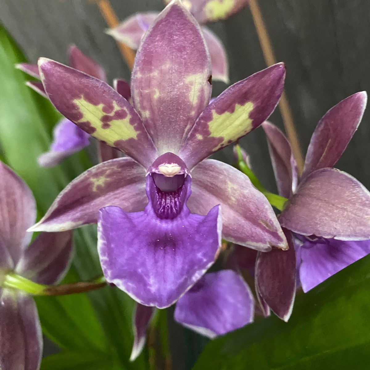 Zygopetalum parfumat ZYGO30